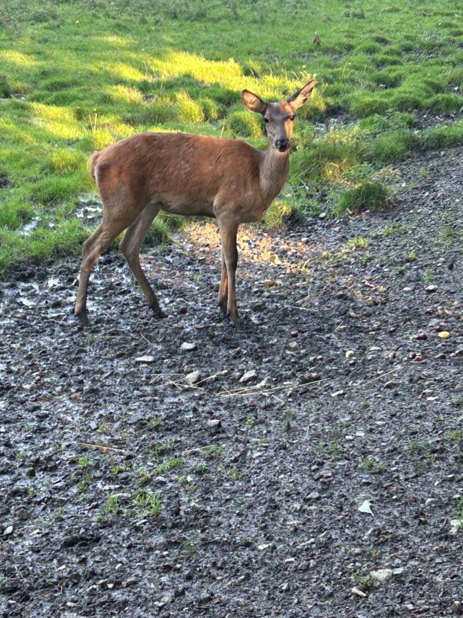 Kleine Auszeit Am Wildgehege Bad Harzburg Exterior foto