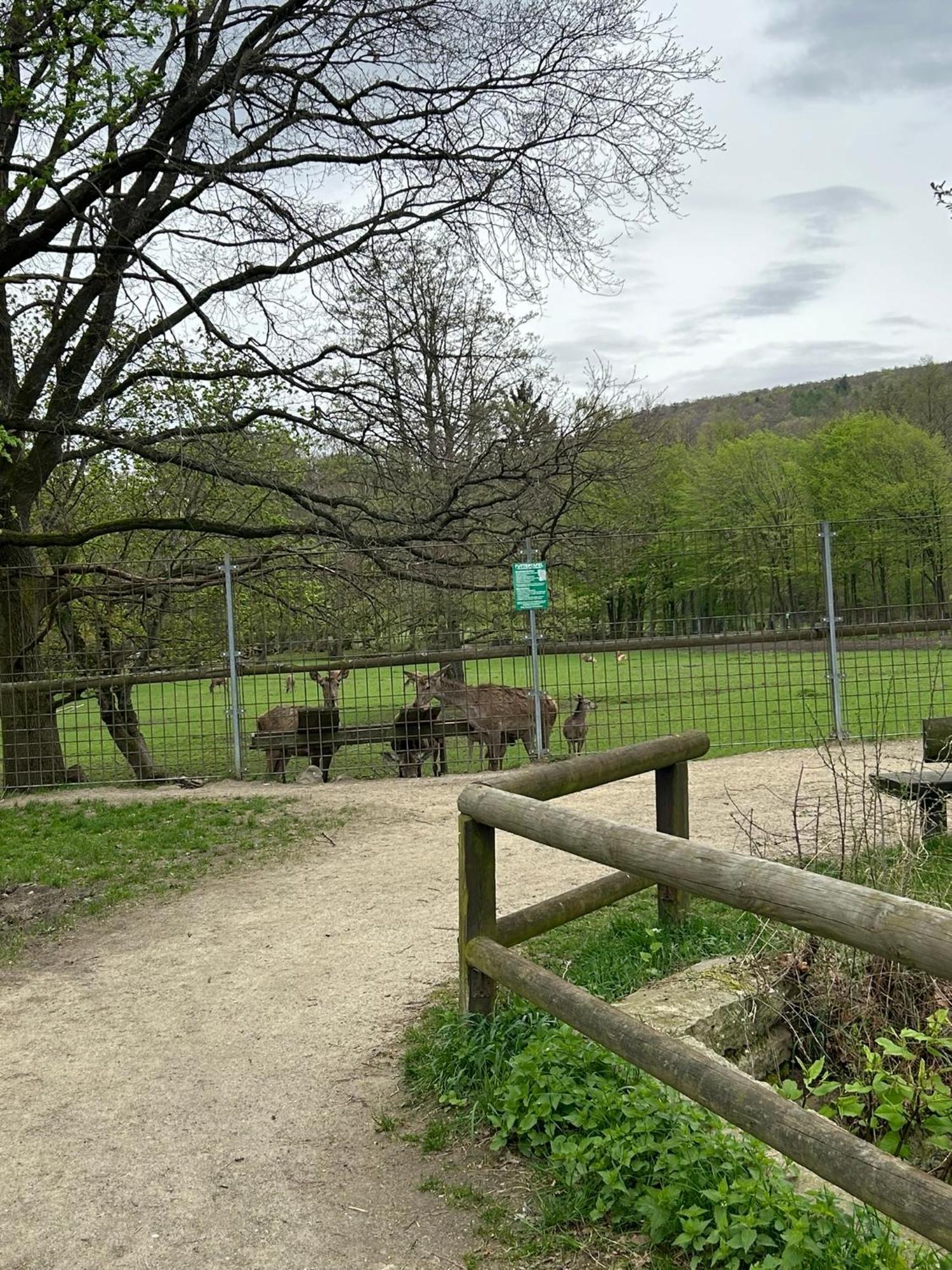 Kleine Auszeit Am Wildgehege Bad Harzburg Exterior foto